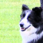 IMG_9431 n